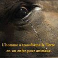 L'enfer pour les animaux