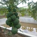 Production de papaye pour valoriser les ouvrages hydrauliques
