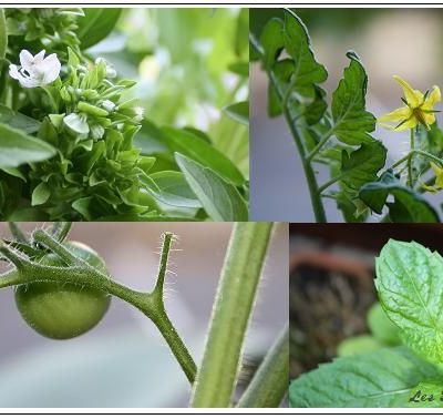 Et sur le balcon il y a...