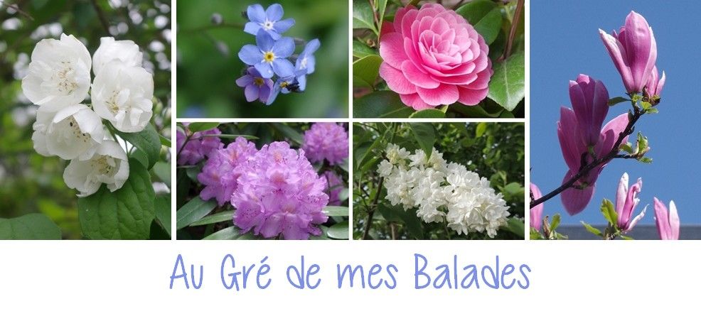 Au gré de mes balades ...