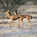 ARABIE SAOUDITE - Réintroduction des Gazelles dans la Réserve naturelle de Shaaran