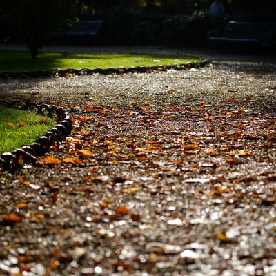 Les feuilles sur notre allée