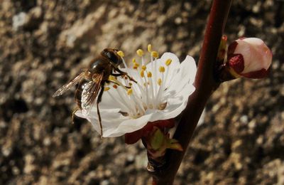 ça y est le printemps est arrivé 