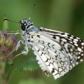 Pyrgus oileus - Martinique