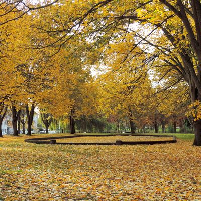 Quand les arbres flamboient...