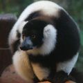 Séjour à l'est de Madagascar - de la réserve Palmarium à Mahambo