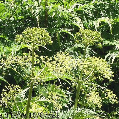 Moloposperme du Péloponnèse