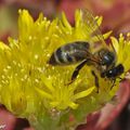 Le déclin préoccupant des abeilles expliqué en 3 minutes