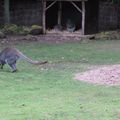 Notre sortie au zoo d'Amnéville