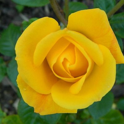 Les Roses de mon jardin