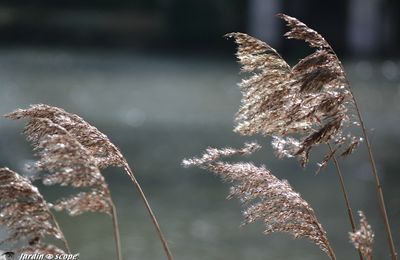 Les épis des roseaux scintillent dans la lumière printanière