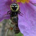 Le repas de Synaema globosum dans une fleur de cyste