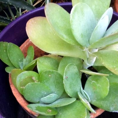 Kalanchoe thyrsiflora