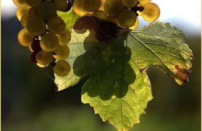 CONCOURS PHOTO AUTOMNE 2010 CHEZ BEA