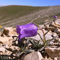 Campanule des Alpes