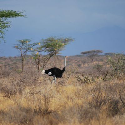 Autruche sénégalaise