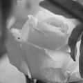 Rose, noir et blanc ...