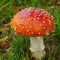 Amanita