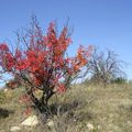 Quand l'Hérault met ses habits d'Automne...