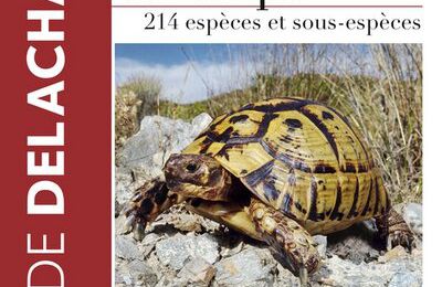 Un guide pour mieux (re)connaître et protéger reptiles et amphibiens européens