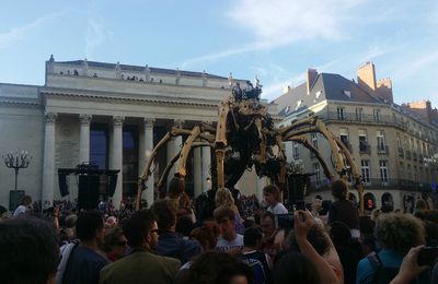 Une belle araignée à Nantes, ce week-end