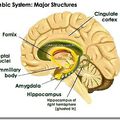 FORNIX: UNE HISTOIRE D'HYPO-HIPPO