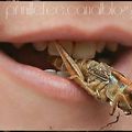 Oups ! j'ai mangé un criquet ! { insectes comestibles } {ferme aux crocodiles }