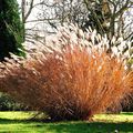 MISCANTHUS SINENSIS