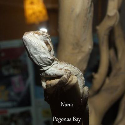 Nana a rejoint Momo dans son terrarium