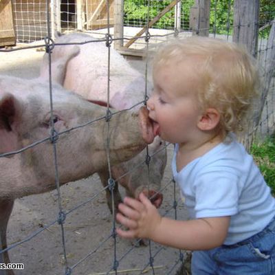 Grippe porcine: le point de départ identifié!