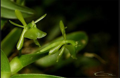 Epidendrum difforme