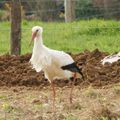 Plein de bébettes  près de Pontorson