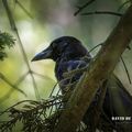 Corneille noire (Corvus corone - Carrion Crow)
