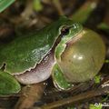 Rainette verte - Hyla arborea