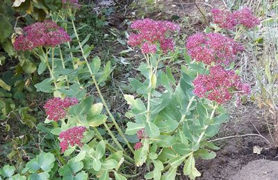 Sedum spectabile Autumn Joy