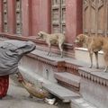 Les 2 chiens qui surveillent la balayeuse des