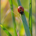 Annabelle la coccinelle...