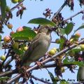 Le Moineau Domestique 