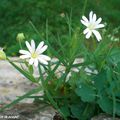 Une étoile surnommée Herbe de la Sainte Vierge 