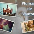 Plumage de Vautour (photos bal des oiseaux fantomes)
