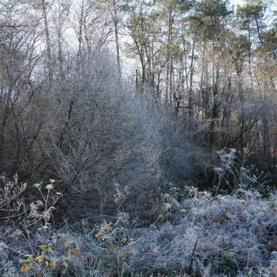 Matin de givre