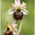 Hybride Ophrys araneola x Ophrys fuciflora : Ophrys x pulchra