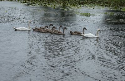 Du côté de chez ... SUR L'EAU