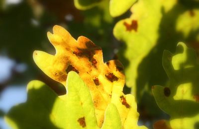 Lumières d'automne sur les feuilles