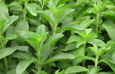 Stevia