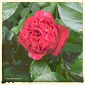 Roses rouges dans le jardin de mes amis 