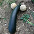 Courgette,melons et oeuf pour RIRE