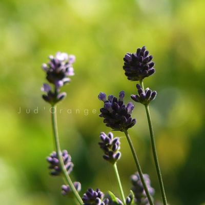 J u d ' O r a n g e ©