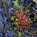 Drosera