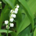 Brin de muguet 1.5.19